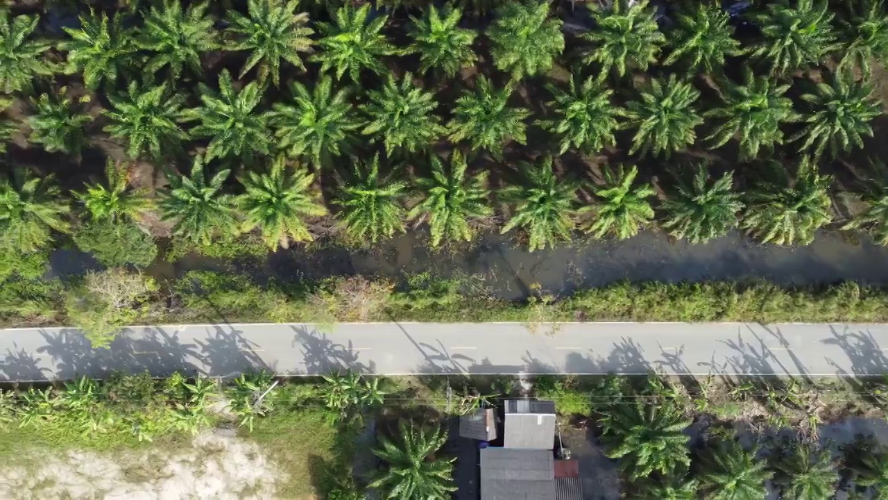 油棕种植园视频素材