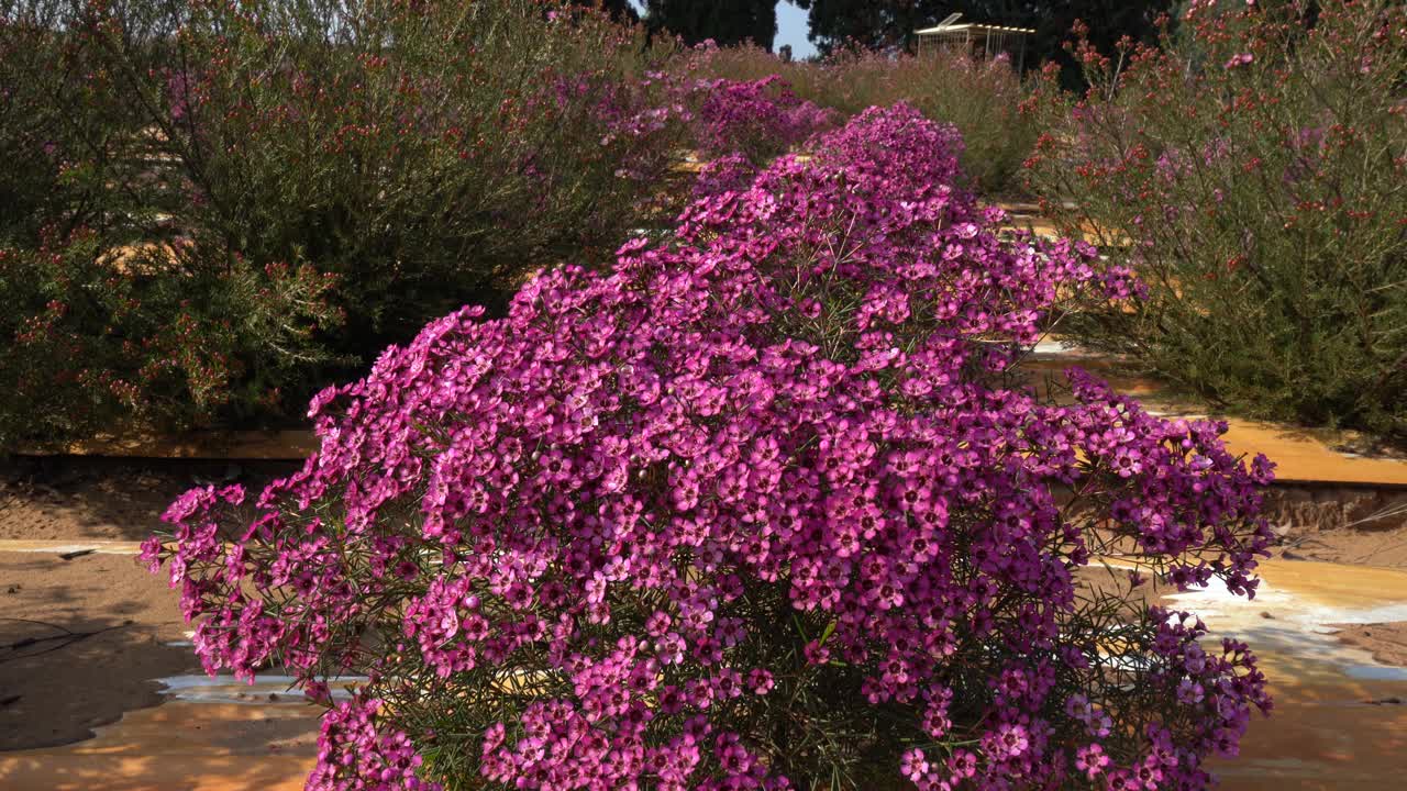 在花坛上种植蜡花视频素材