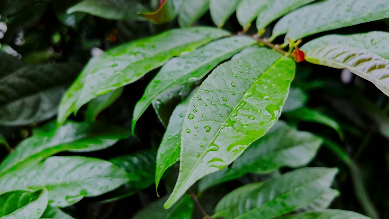 树叶和雨滴用特写镜头视频素材