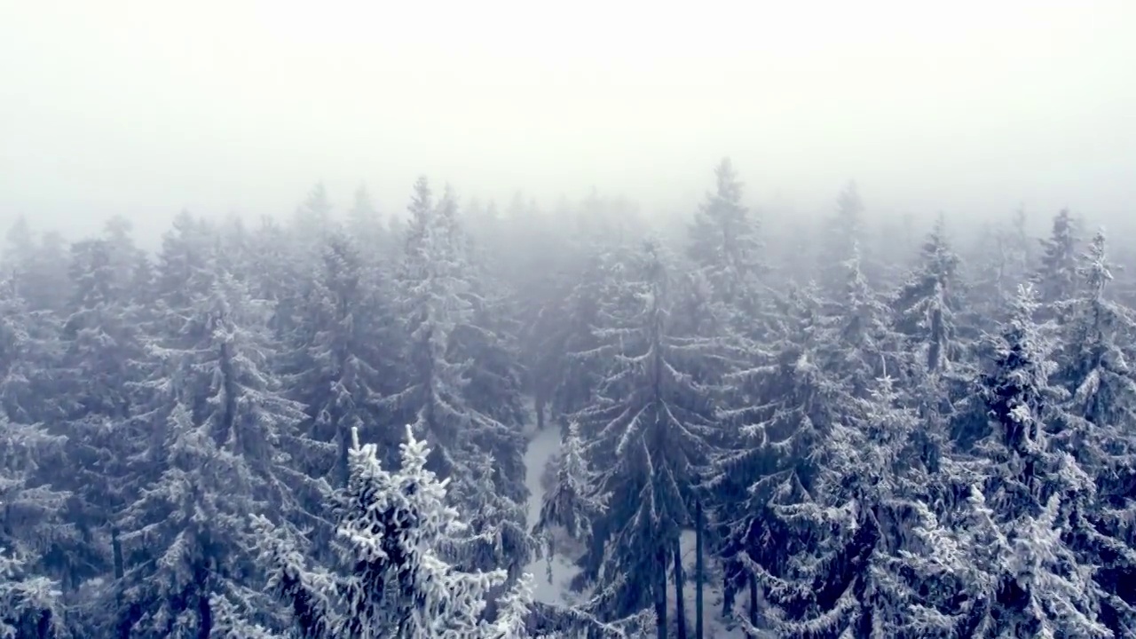 飞过雪白的树林视频素材