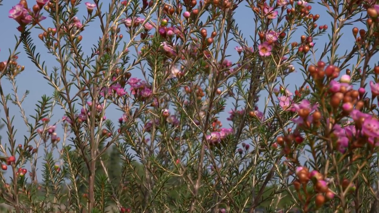 在花坛上种植蜡花视频素材