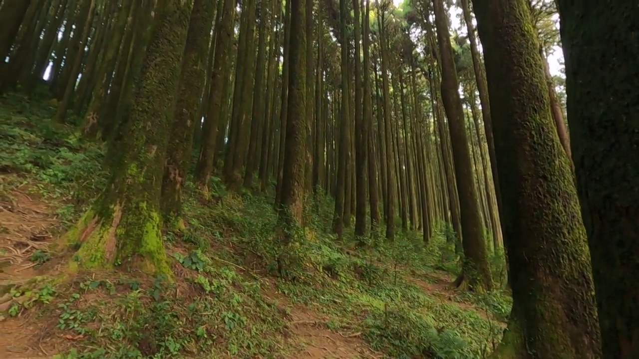 喜马拉雅山锡金美丽的松树林。电影揭示镜头的树木线在广角。长满苔藓的高大树木。视频下载