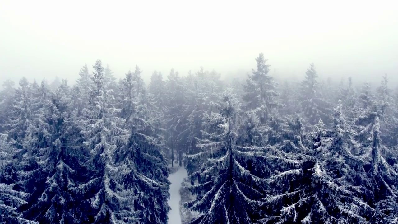 飞过雪白的树林视频素材