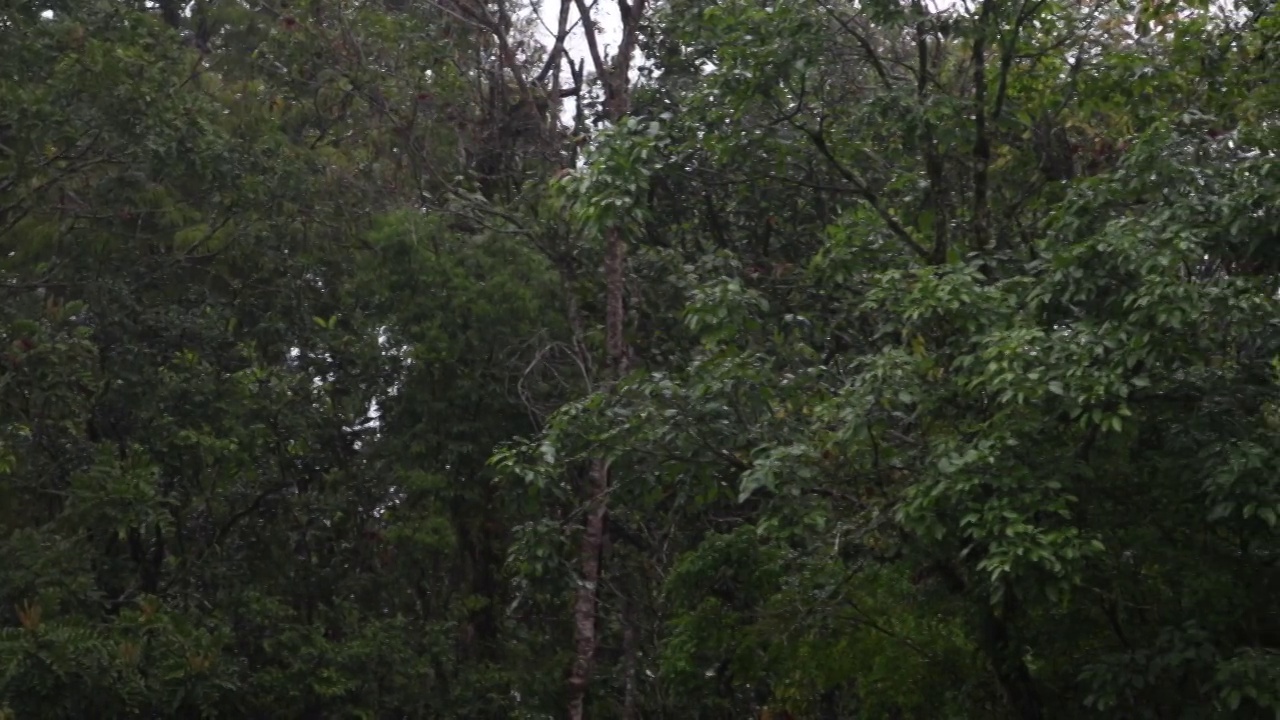 大西洋森林的雨/玛塔·亚特兰提卡视频素材