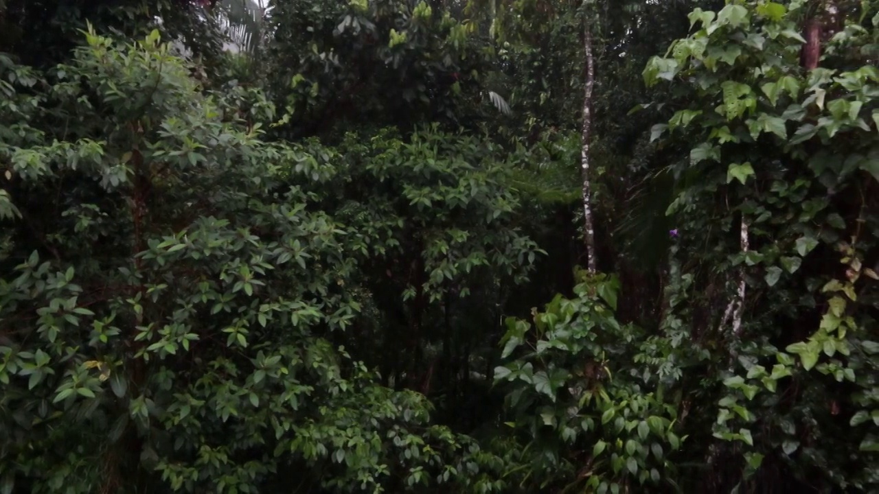 大西洋森林的雨/玛塔·亚特兰提卡视频素材