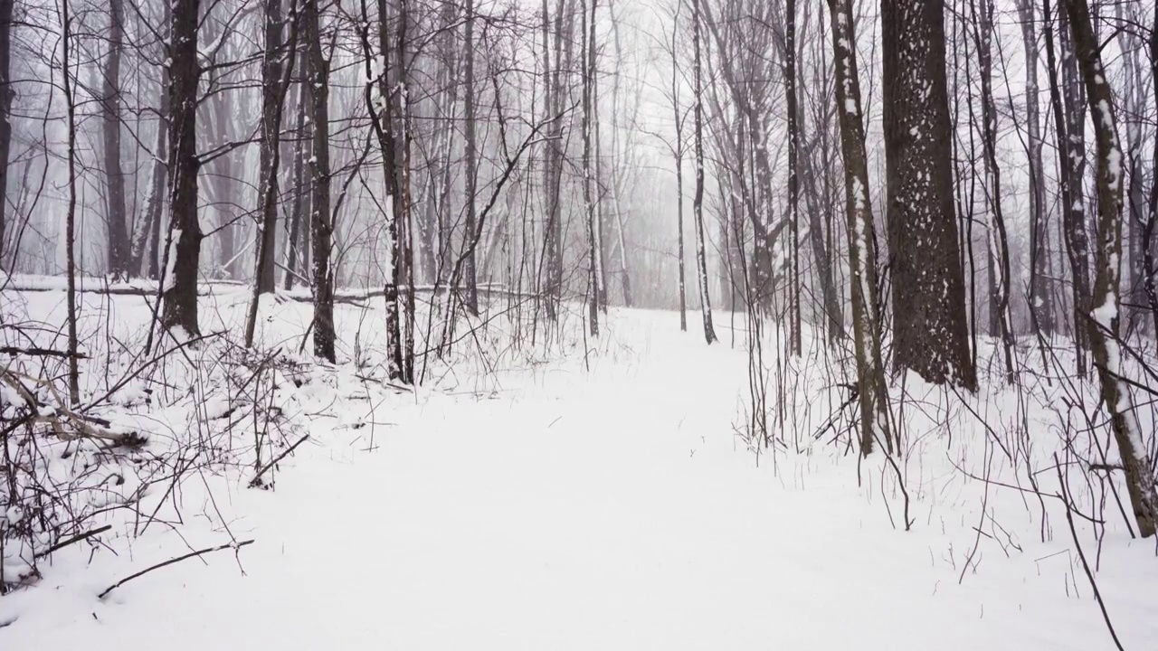 森林里下雪了视频下载