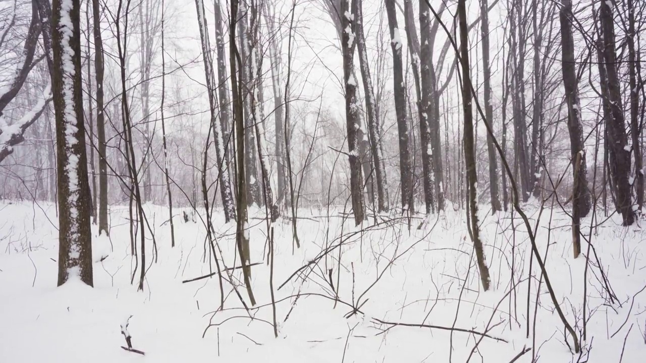 森林里下雪了视频素材