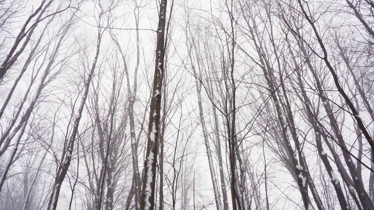 雪穿过树林视频素材