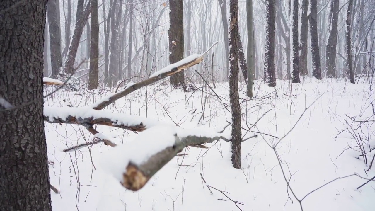 森林里的雪视频下载