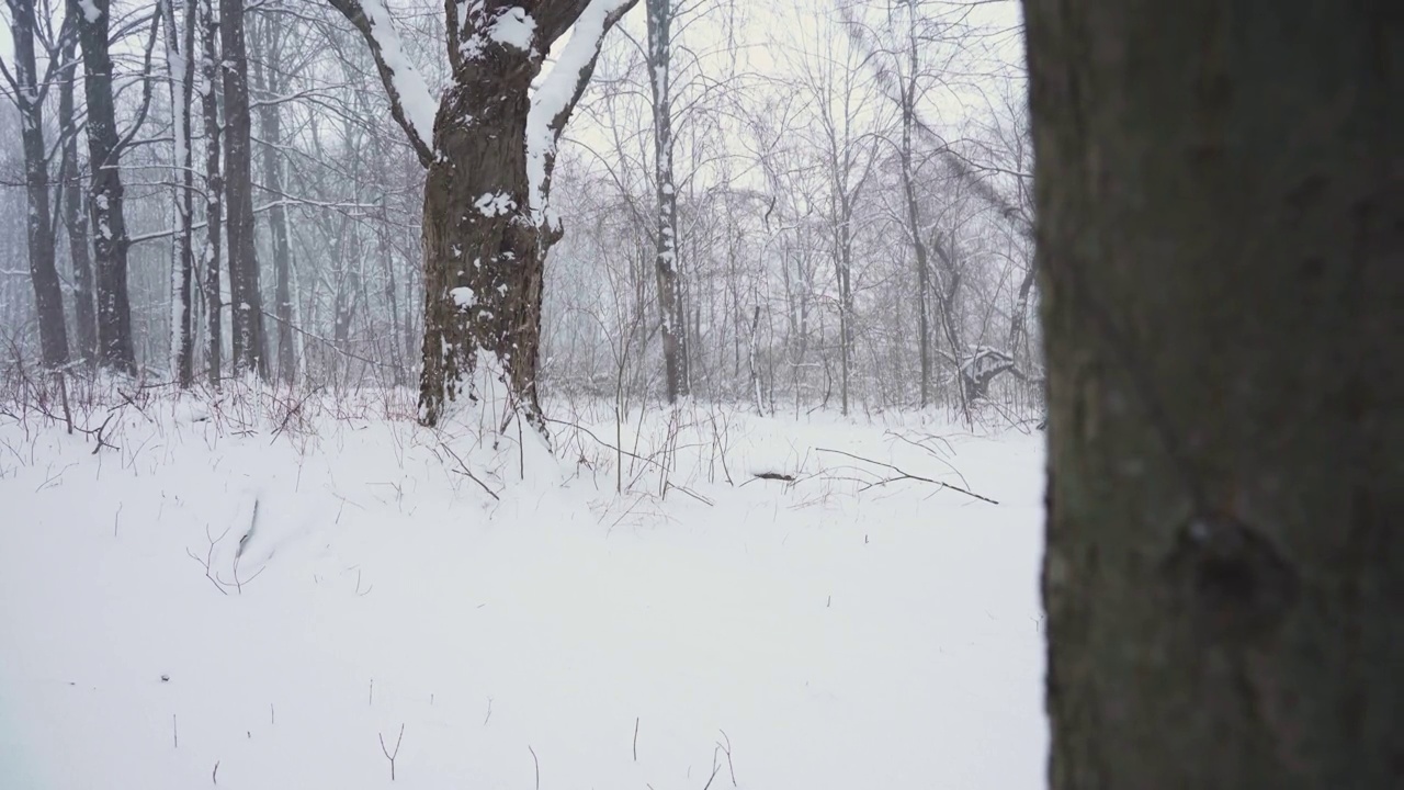 森林里的雪视频素材