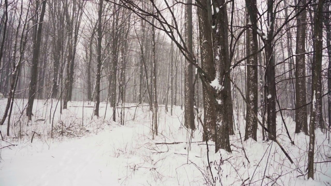 雪在森林里飘着视频素材