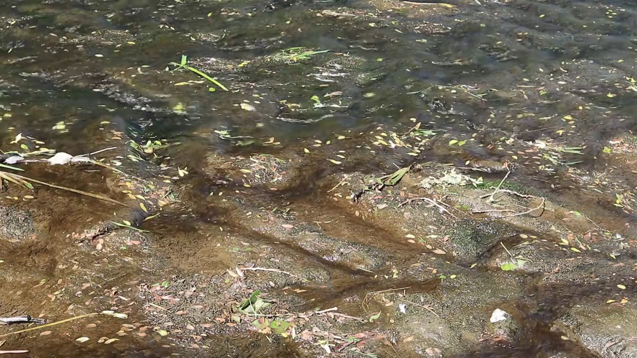 石头在河边阳光灿烂的日子录像视频素材