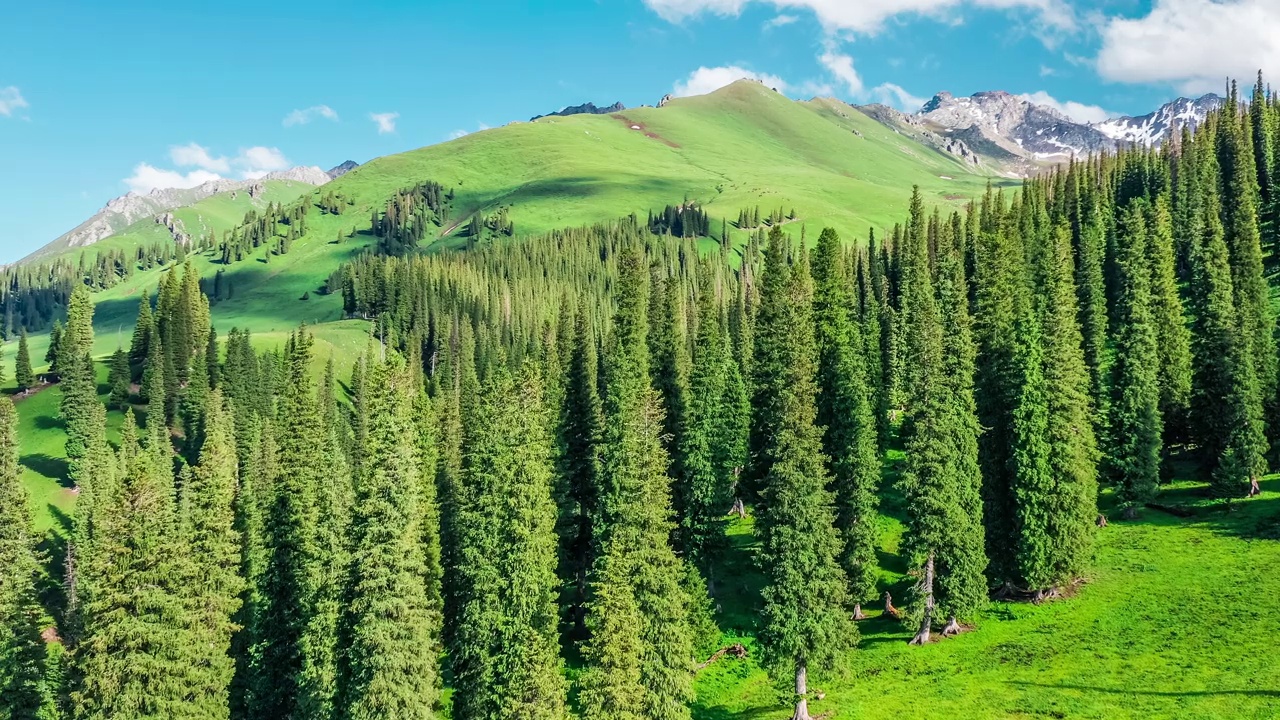 那拉提草原和绿色森林与高山自然景观视频素材