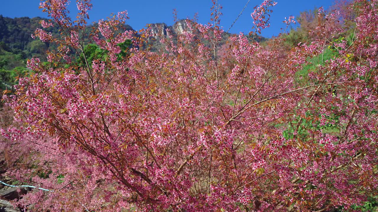 美丽的树枝开花的李serrulata或日本樱桃对山景。视频素材