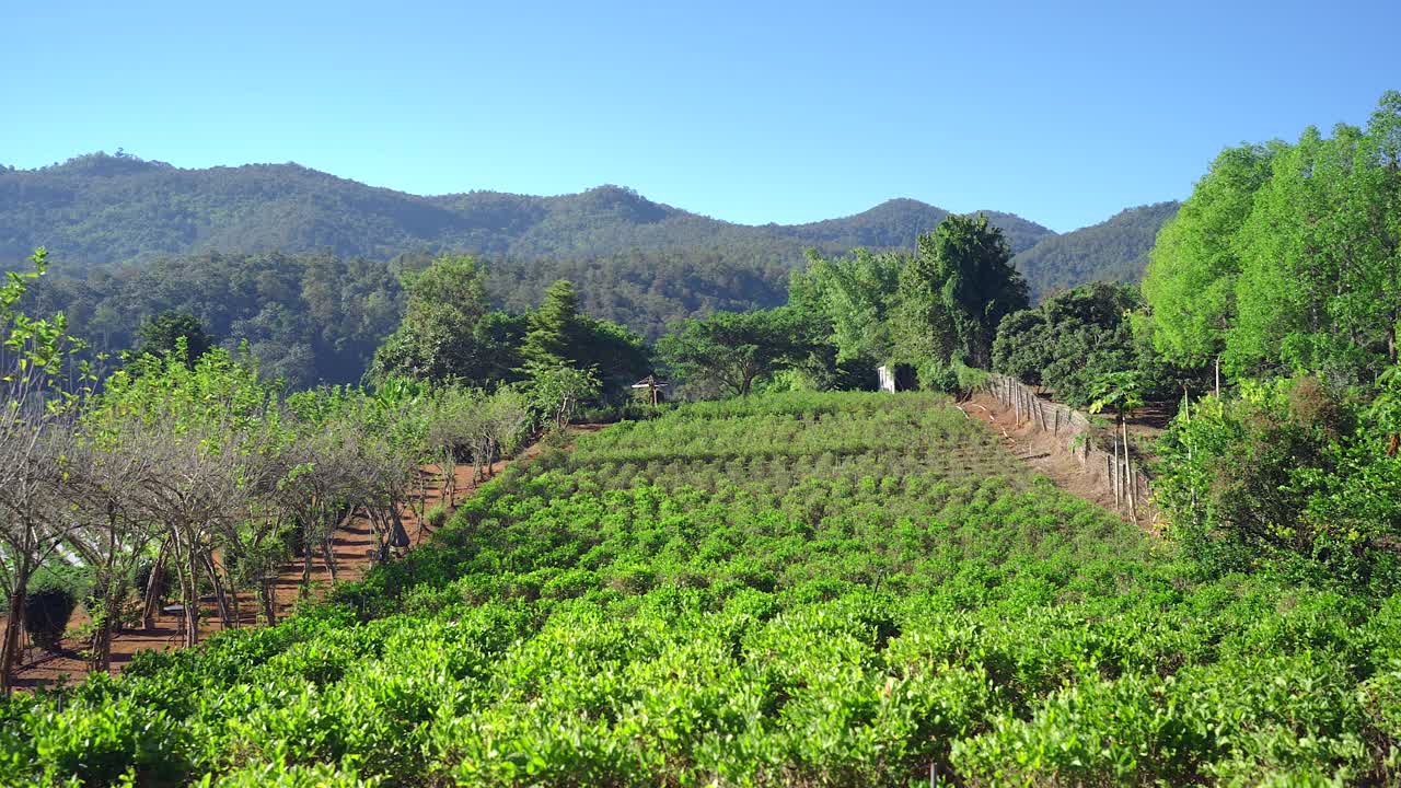 举着咖啡杯的男人对着山景。视频素材