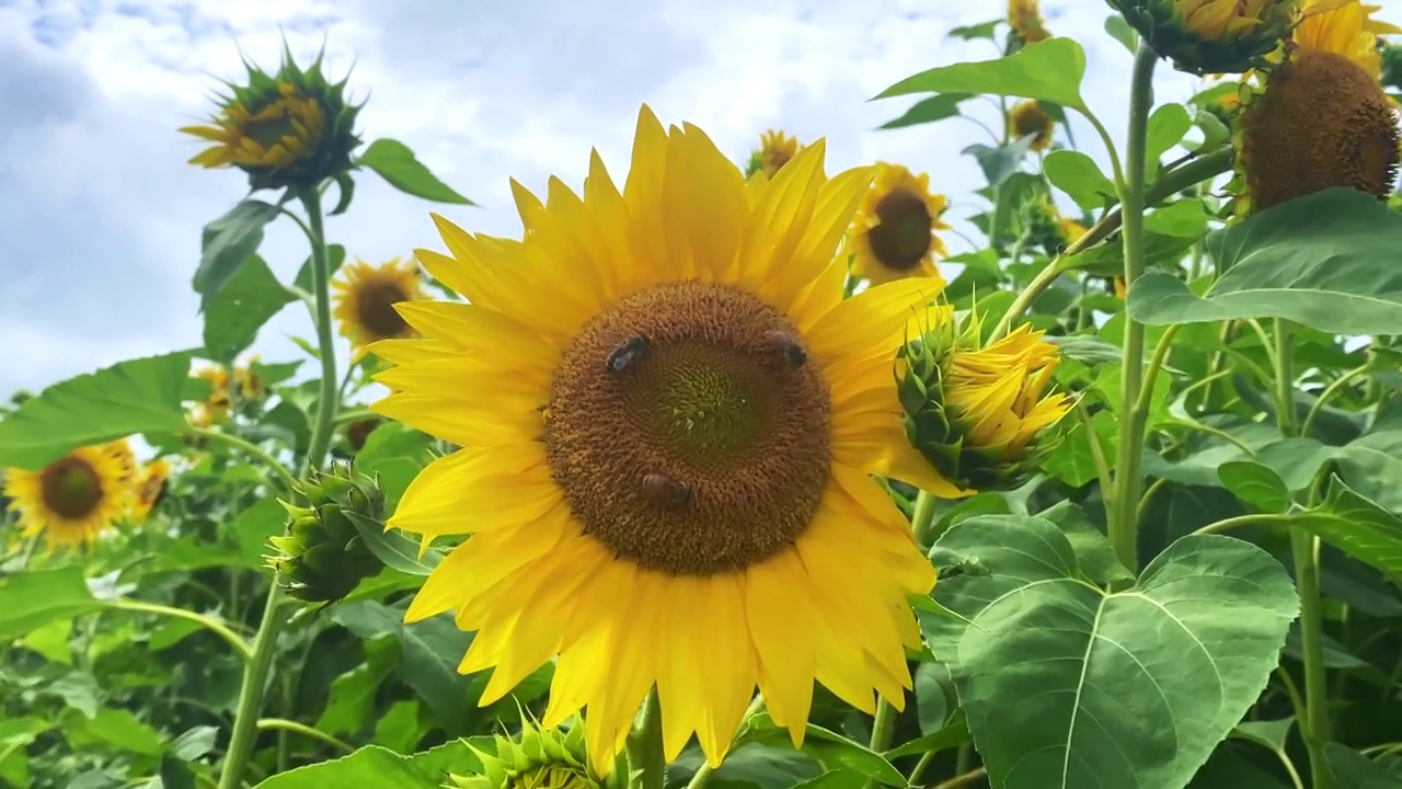 多云天空下的蜜蜂向日葵田视频素材