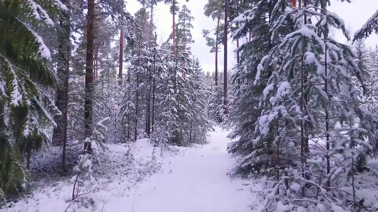 在冰雪覆盖的森林里徒步旅行视频素材