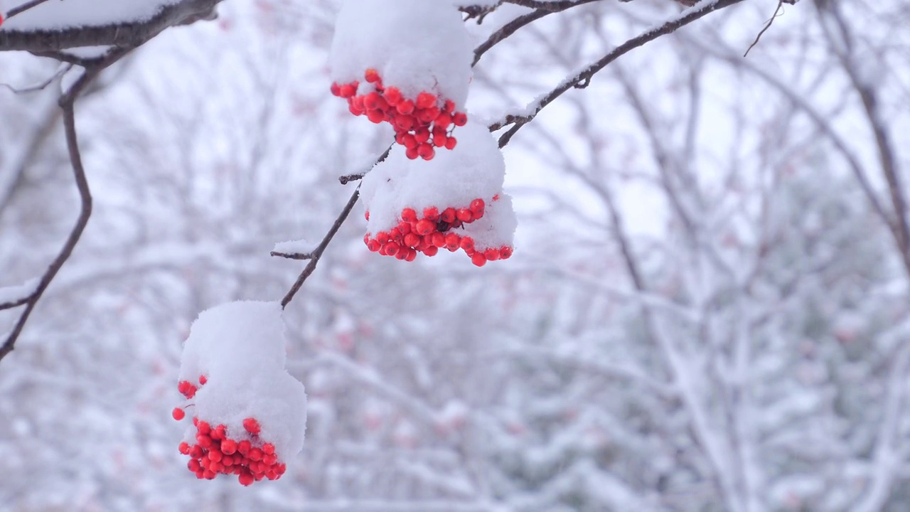 雪覆盖的日本花楸浆果视频下载