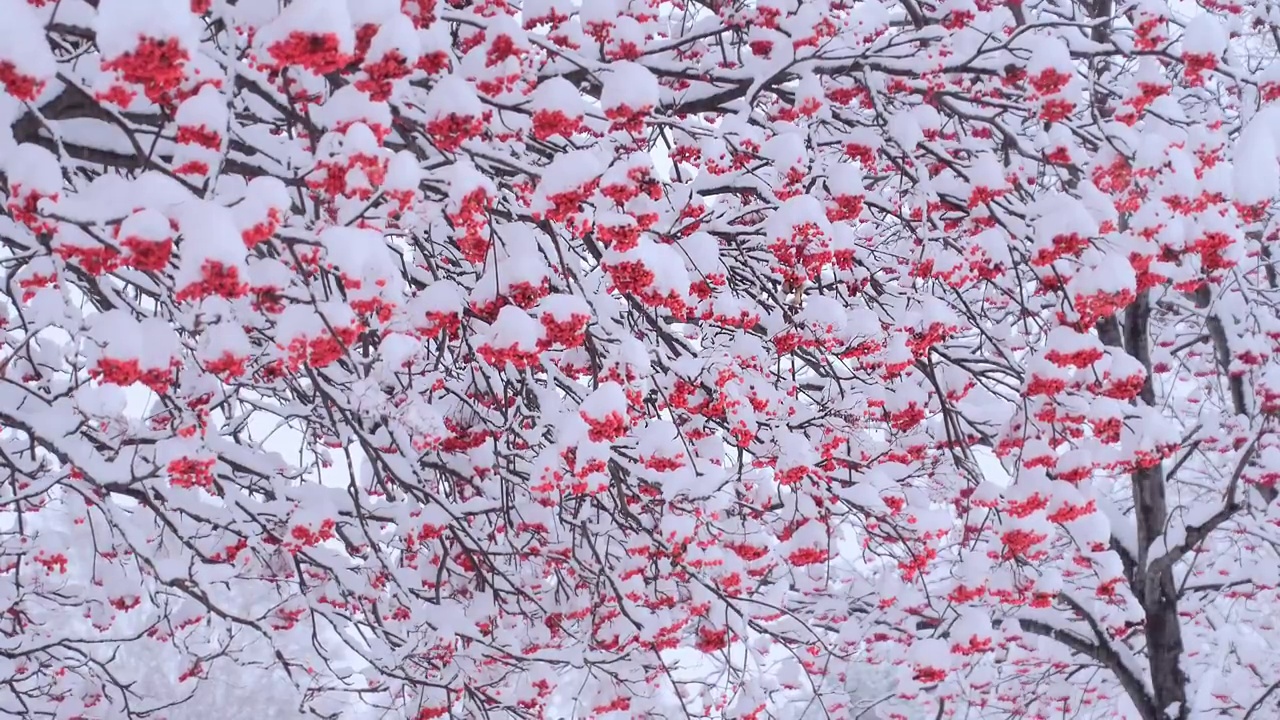 雪覆盖的日本花楸浆果视频素材