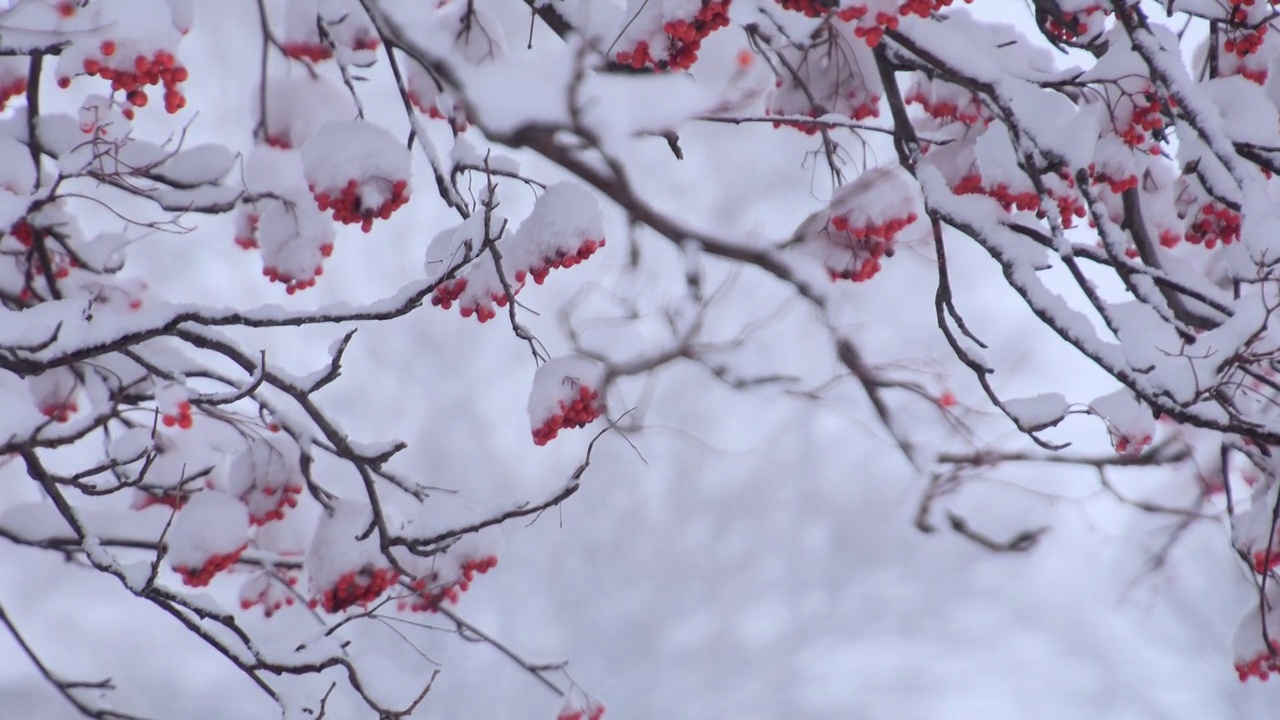 雪覆盖的日本花楸浆果视频素材