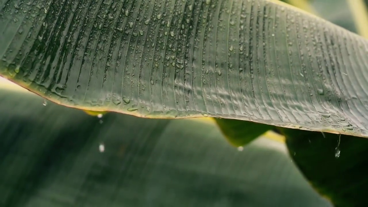 雨季，雨水落在芭蕉叶上视频素材