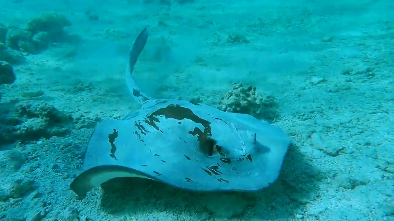 黄貂鱼在浅水珊瑚礁上游泳。Сowtail Weralli stingray (Pastinachus sephen) 4K-60pfs视频素材