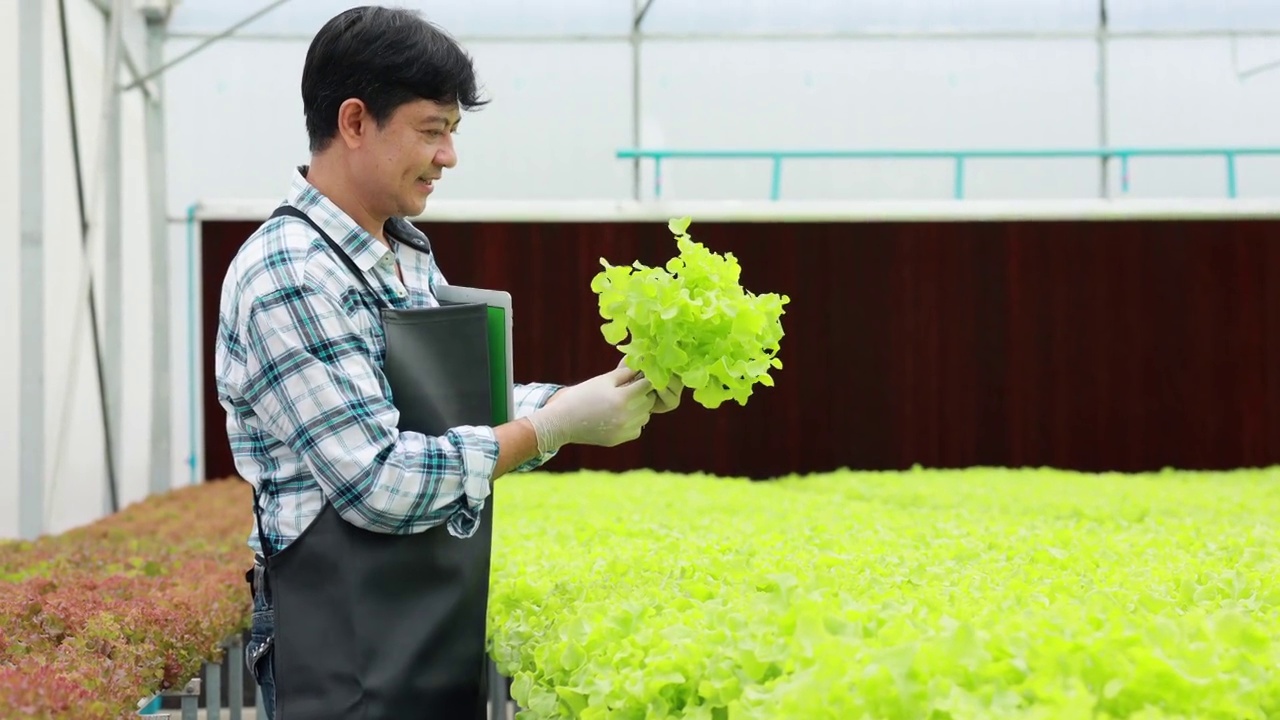 中年亚洲人在有机花园工作。温室农场有机水培蔬菜。视频素材