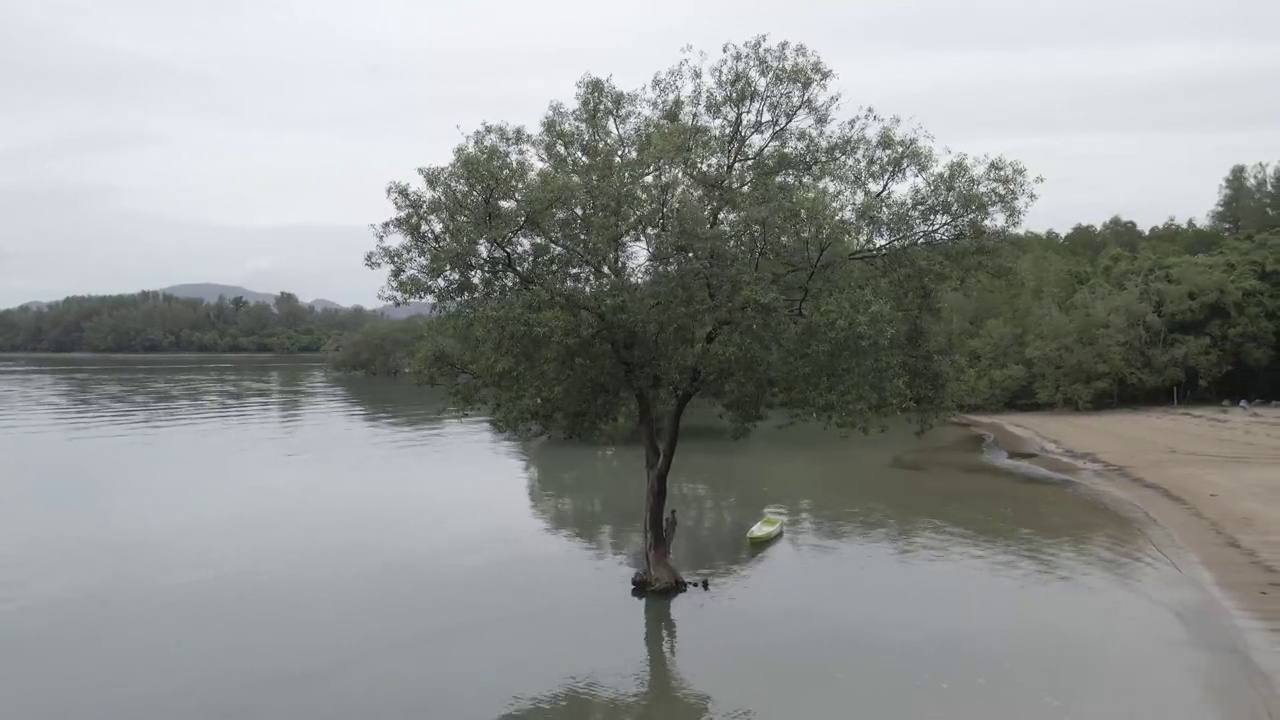 红树林和海滩视频素材