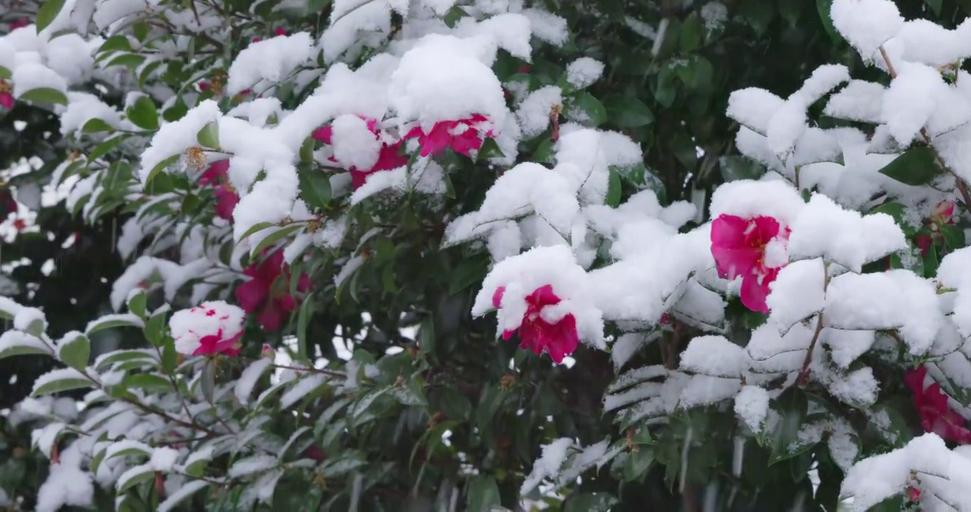 山茶花在东京盛开，大雪纷飞视频素材