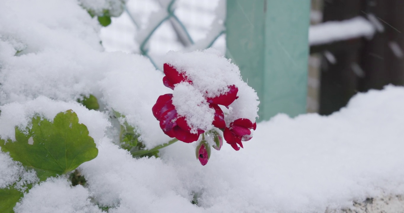 樱花在东京盛开，大雪纷飞视频素材