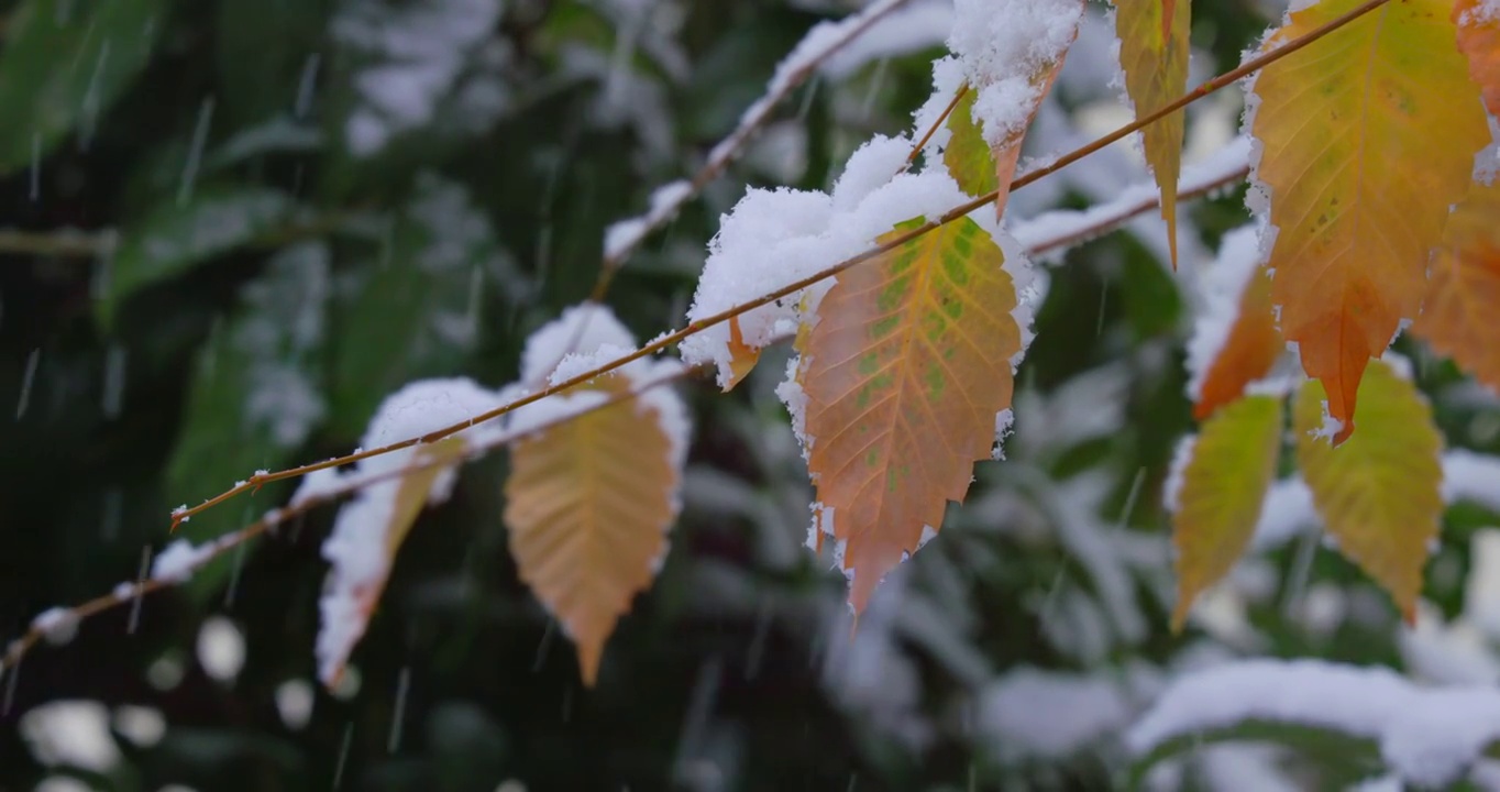 雪在东京的树上猛烈地飘落视频素材