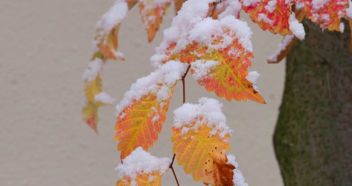 雪在东京的树上猛烈地飘落视频素材