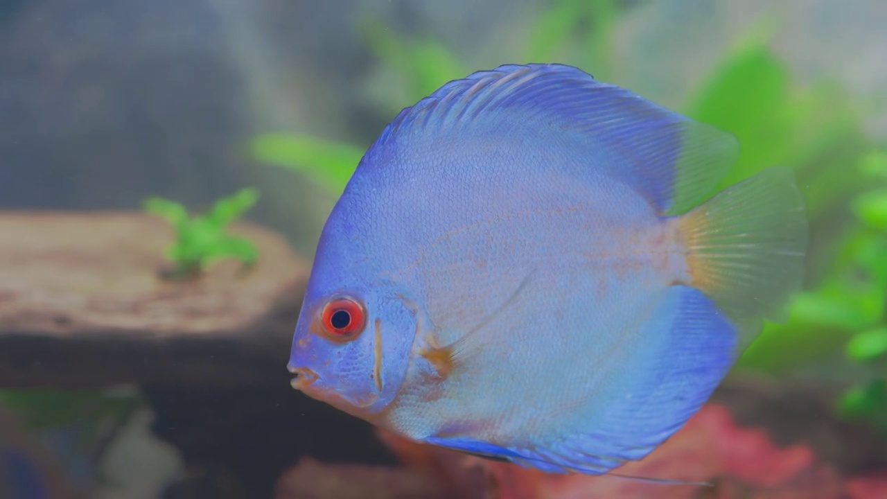 美丽的蓝色钻石铁饼鱼慈鲷在水族馆游泳。热带鱼类。爱好的概念。瑞典。视频素材