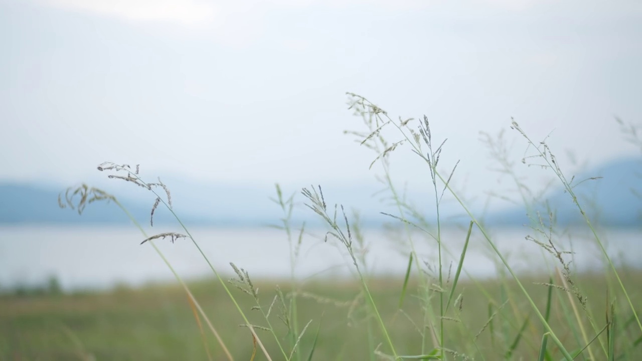 草花在风吹模糊的自然山小山和河流湖泊背景。视频素材