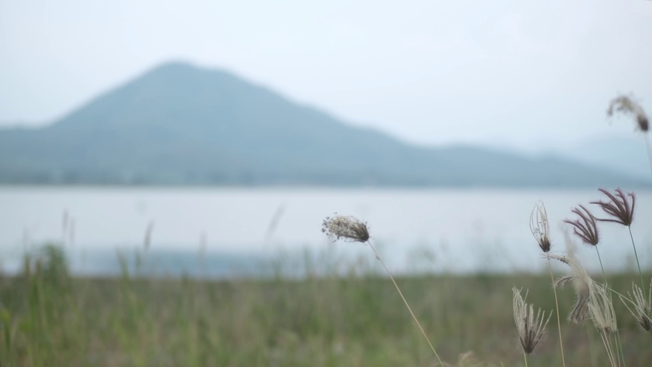 草花在风吹模糊的自然山小山和河流湖泊背景。视频素材