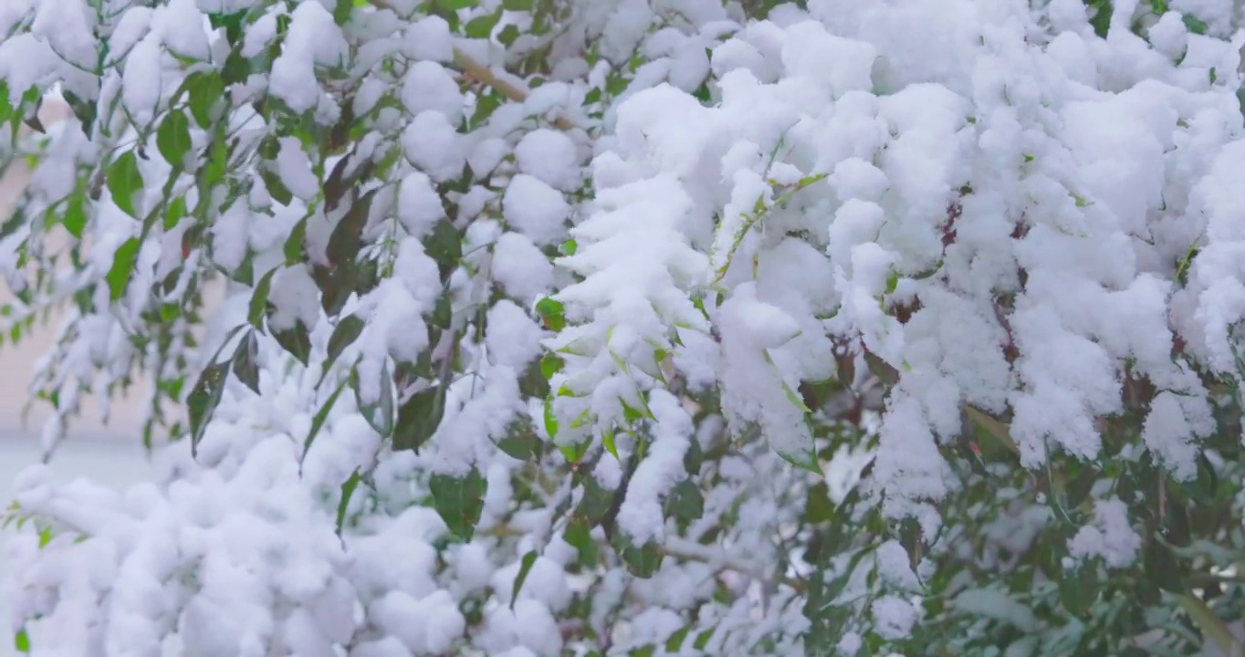 雪在东京的树上猛烈地飘落视频素材