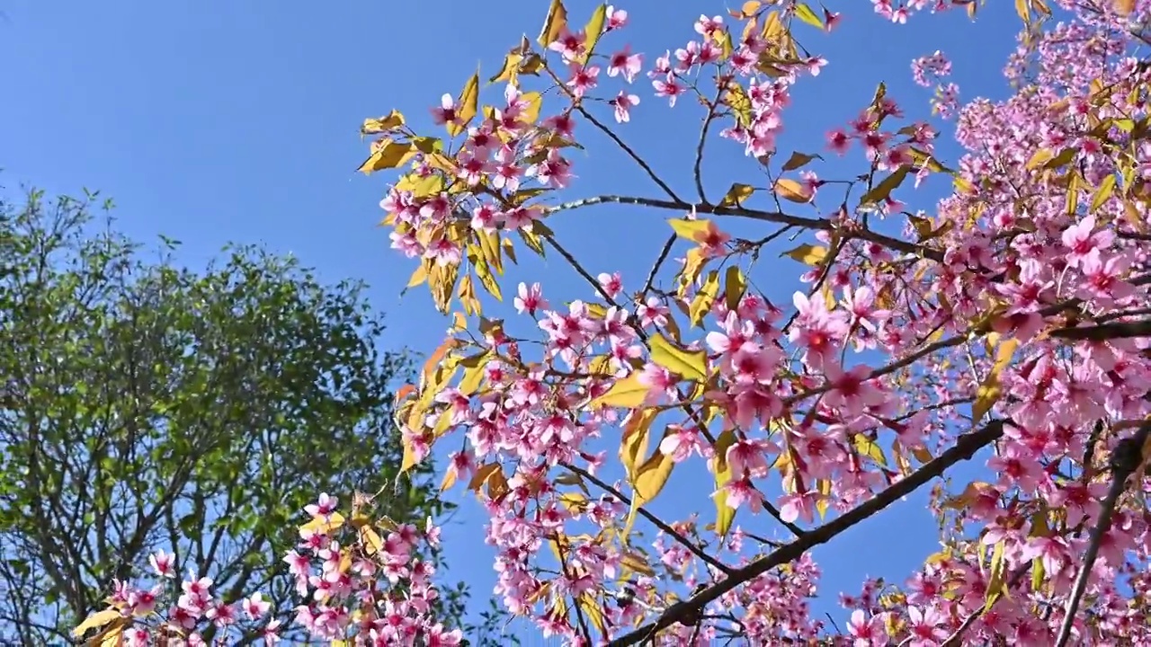 ฺ美丽的樱花盛开，随风摇曳。视频素材