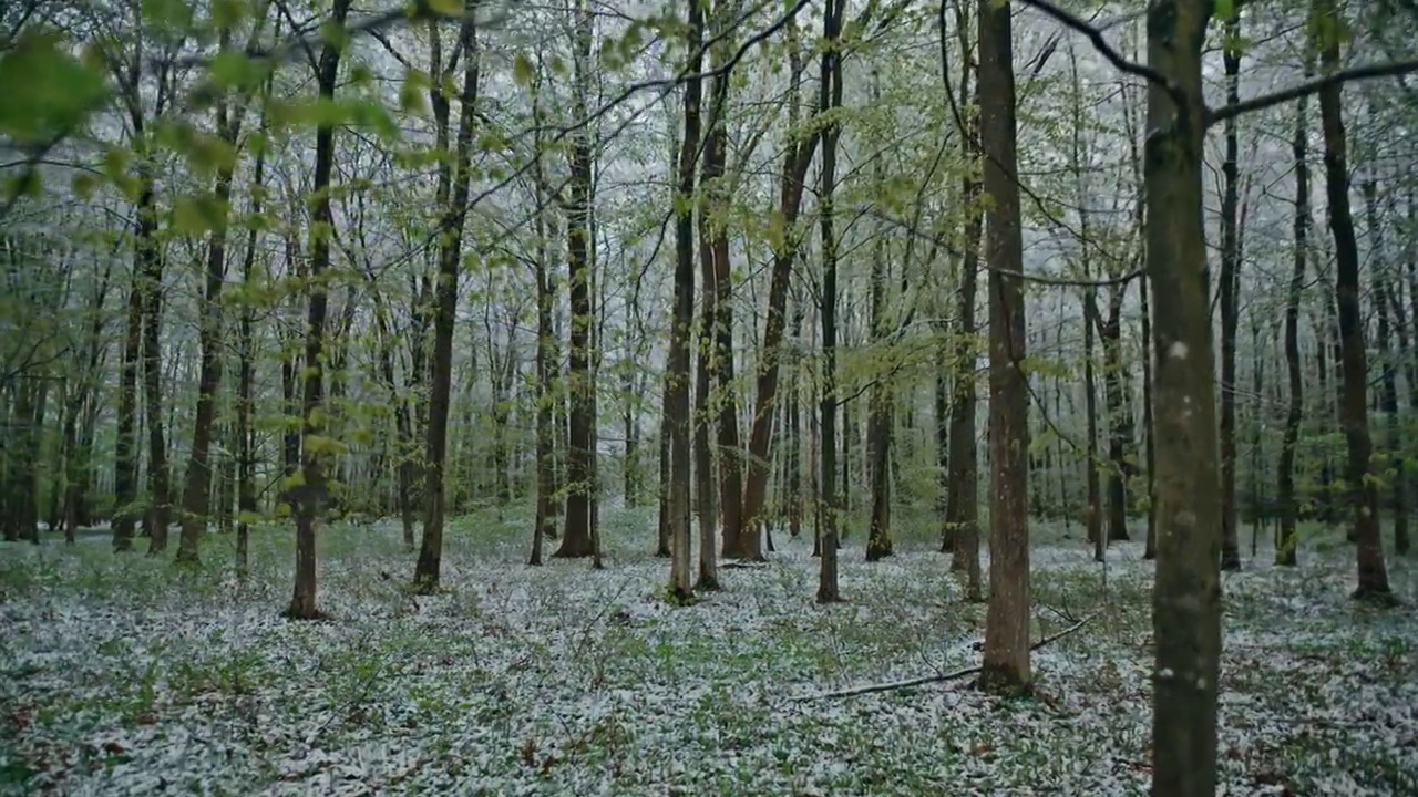 冬天白雪覆盖着树林视频素材