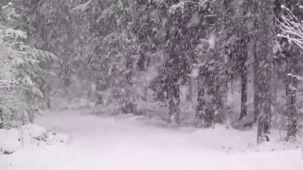 森林道路下大雪视频素材