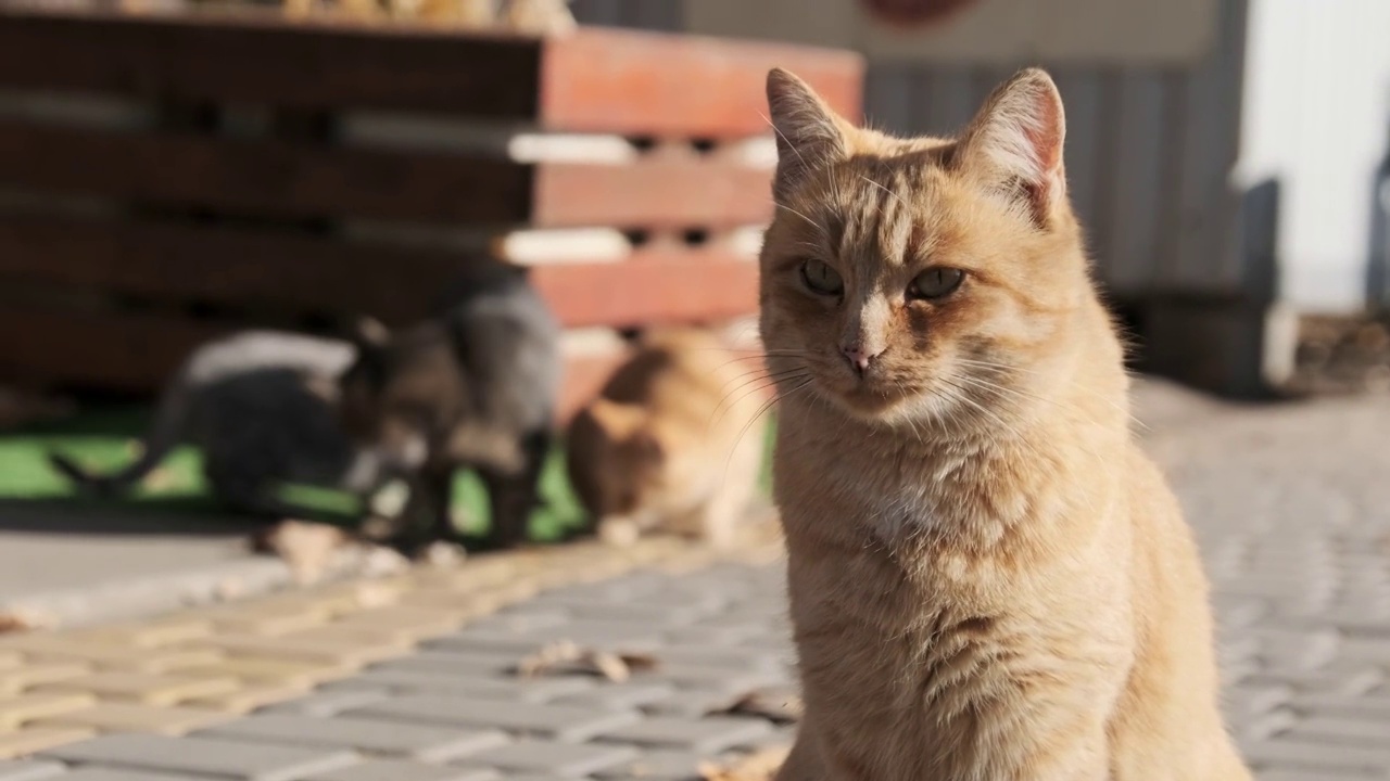 许多流浪猫一起坐在自然的公园里，慢镜头视频素材