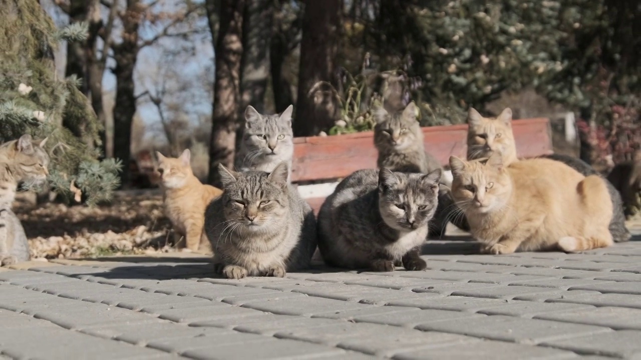 许多流浪猫一起坐在自然的公园里，慢镜头视频素材