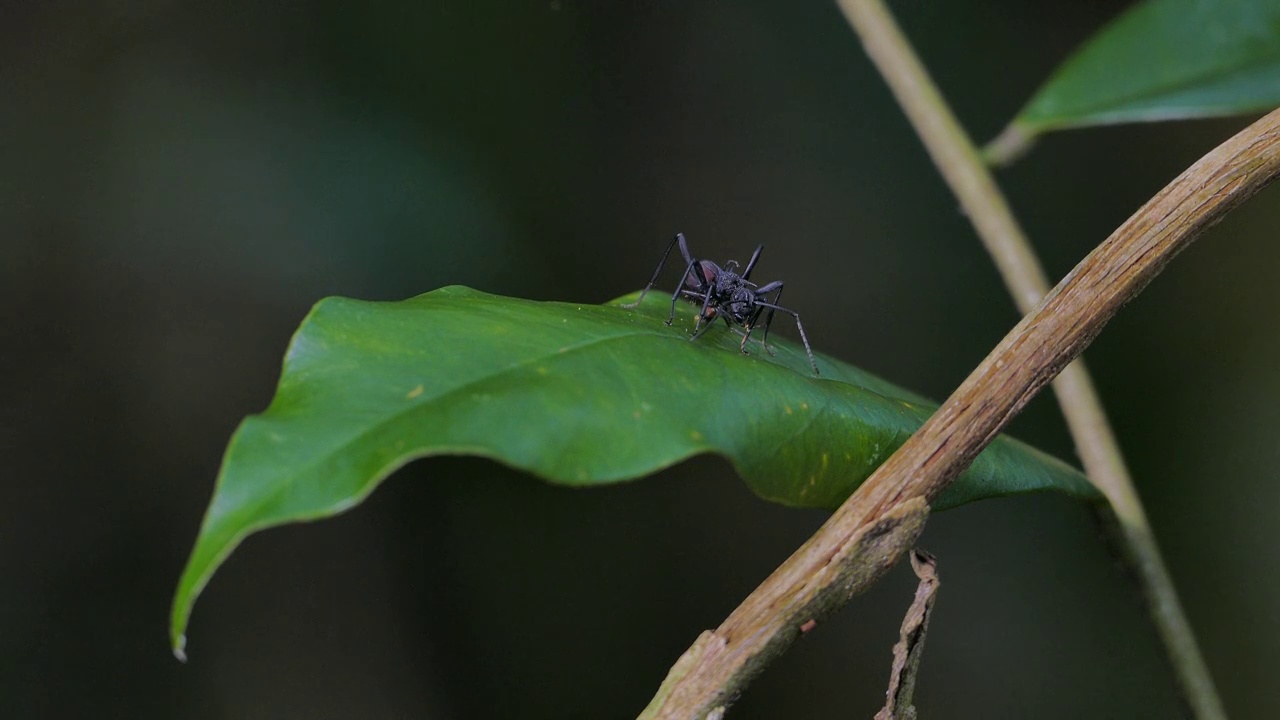 黑蜘蛛，蚂蚁拟态，在绿叶上。视频素材