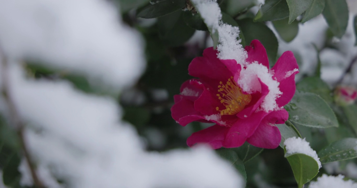 山茶花和雪在东京盛开视频素材