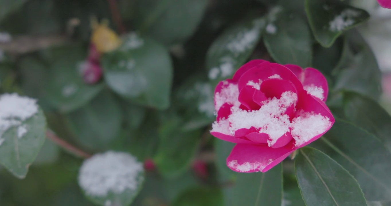 山茶花和雪在东京盛开视频素材