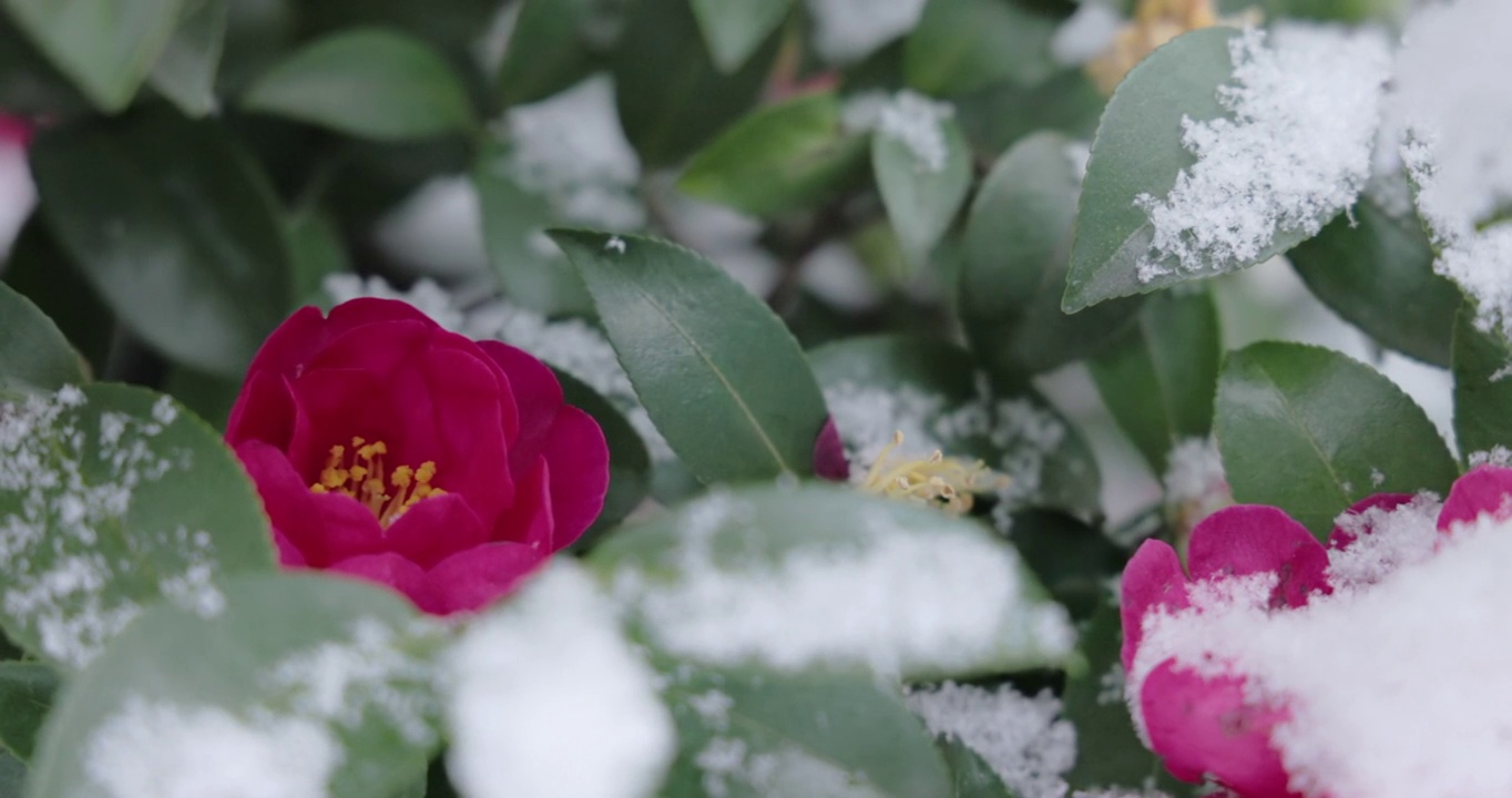 山茶花和雪在东京盛开视频素材