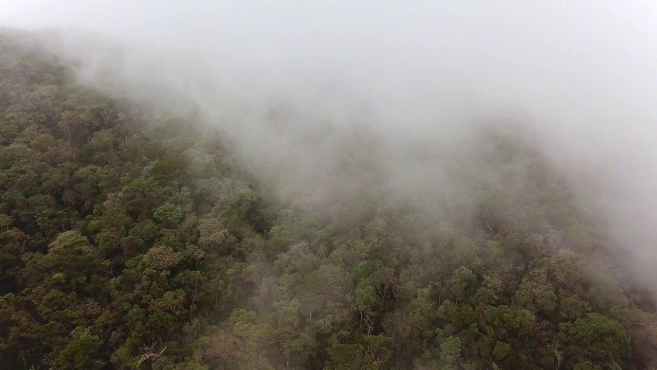 吹过热带森林的薄雾。雾天，无人机在山上的森林上空飞行。热带自然风景的早晨雾的航拍镜头。视频素材