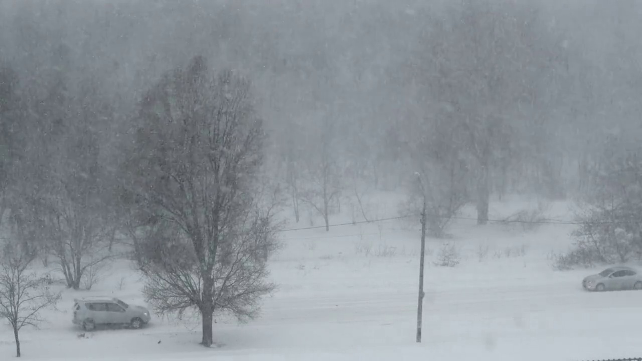 冬季森林的背景上的大雪，暴风雪，暴风雪视频素材