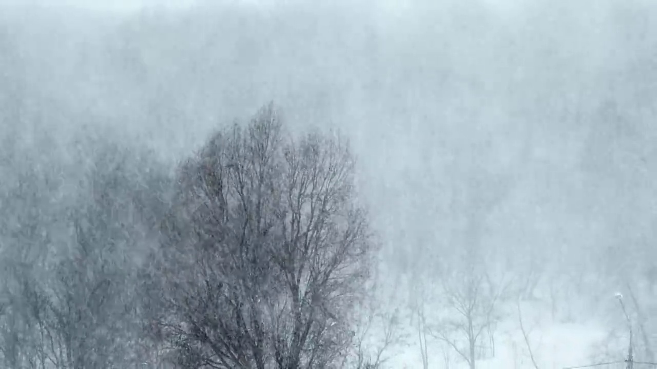 冬季森林的背景上的大雪，暴风雪，暴风雪视频素材