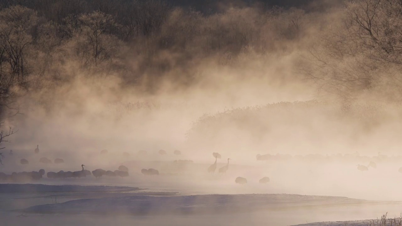 日本起重机，北海道，日本视频下载