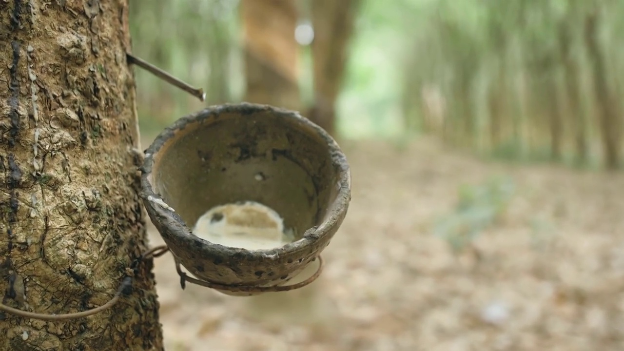 小木碗固定在橡胶树干，以传统的方式收集乳汁在种植园极端近距离视频素材